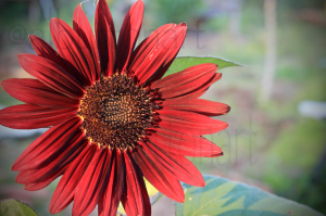 red sunflower