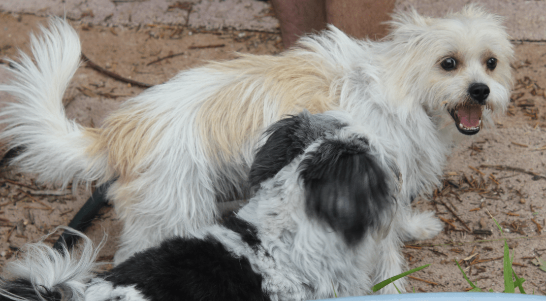 Sasi 2 Sept 2016.png