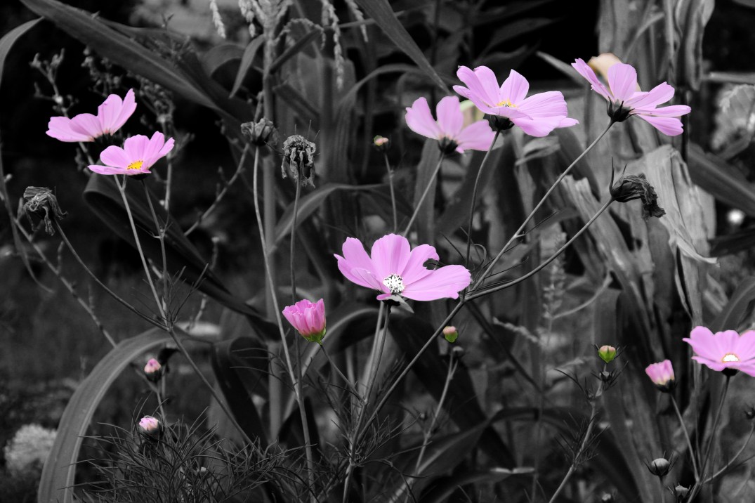 Tall poppies backyard 1.3.jpg