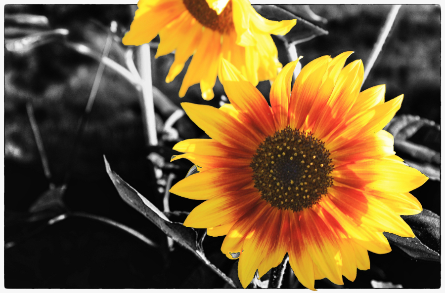 Backlit Sunflower B&W.jpg