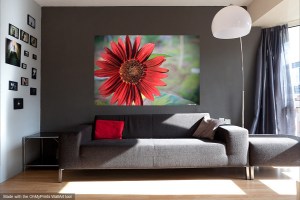 Red Sunflower