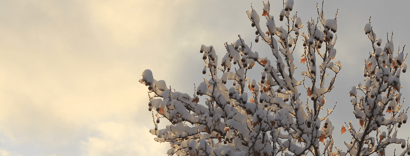Snow tree 2016dec25 facebook header.png