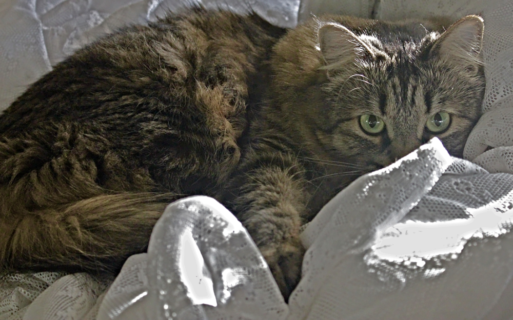 Bella my lace play.jpg